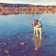 Deco participe au concours pour gagner de l'argent avec cette photo : dog, water, rocks, shallow_water, reflection, outdoor, nature, sky, clouds, stone_wall, hills, sunlight, golden_hour, animal, pet, standing, playful, landscape, daylight, calm