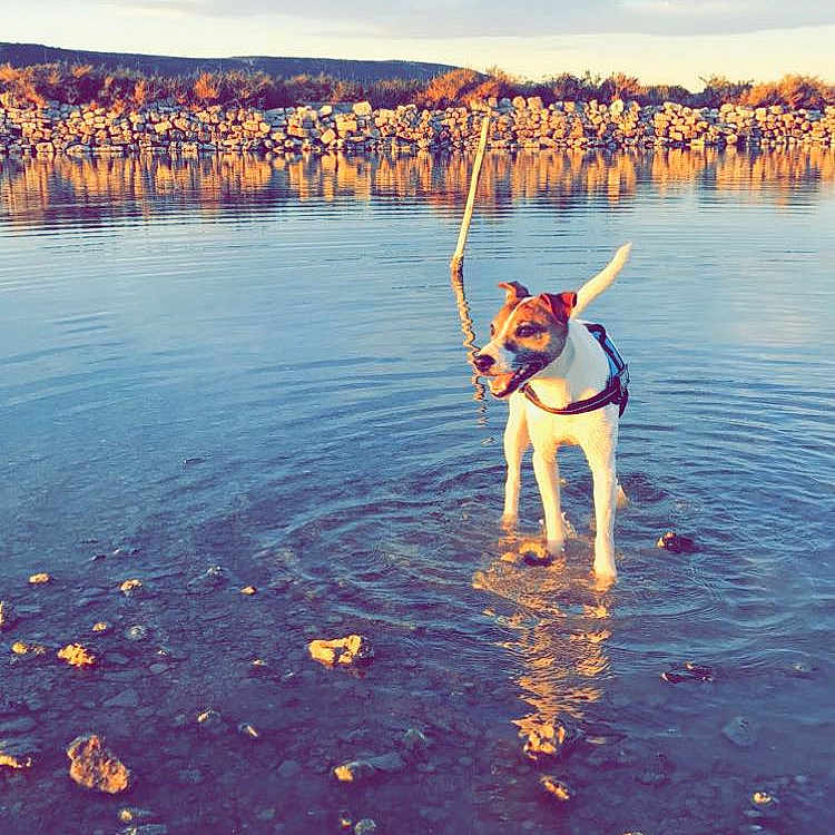 Deco participe au concours pour gagner de l'argent avec cette photo : animal, calm, clouds, daylight, dog, golden_hour, hills, landscape, nature, outdoor, pet, playful, reflection, rocks, shallow_water, sky, standing, stone_wall, sunlight, water