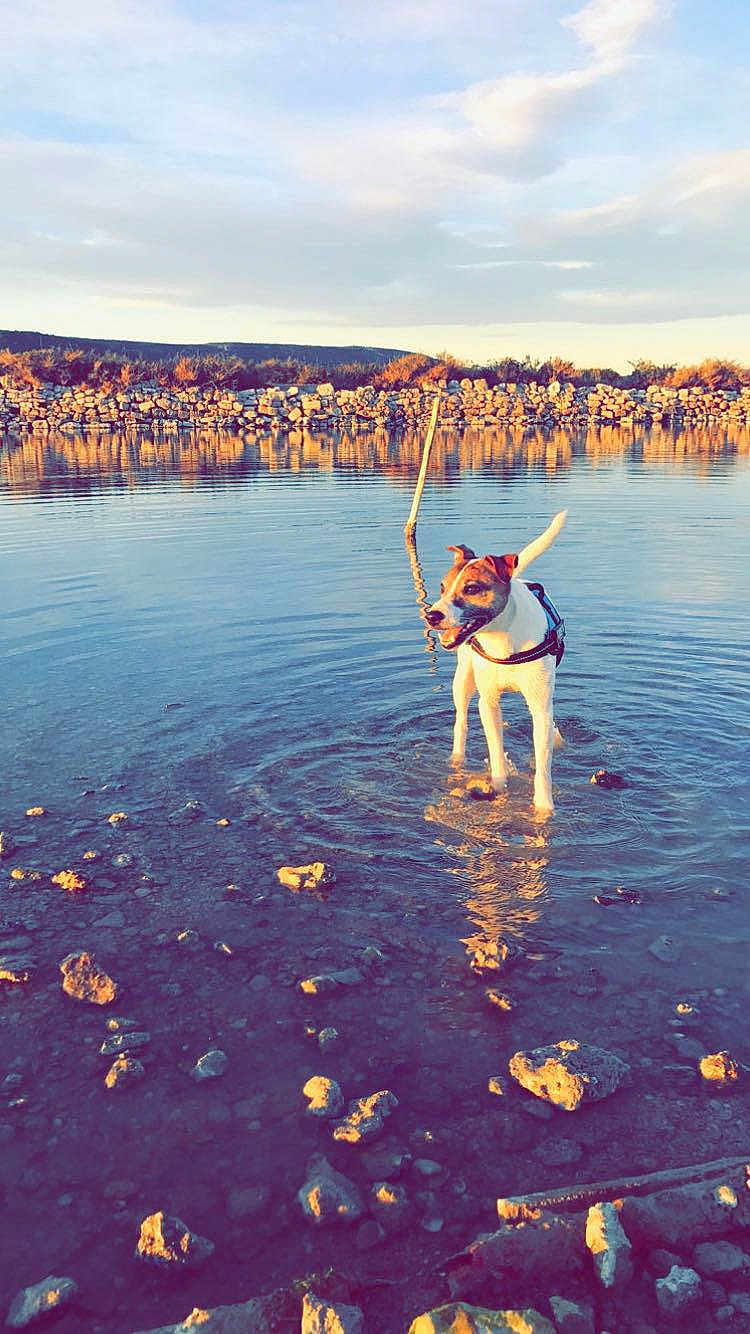 Deco participe au concours pour gagner de l'argent avec cette photo : dog, water, rocks, shallow_water, reflection, outdoor, nature, sky, clouds, stone_wall, hills, sunlight, golden_hour, animal, pet, standing, playful, landscape, daylight, calm