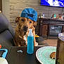backwards_hat, blue_bottle, brown_fur, candid_photo, coffee_table, cookie, curious_gaze, cushion, decor, dog, glass, living_room, pet, plate, snack, sofa, tablet_case, television, toy, wood_paneling