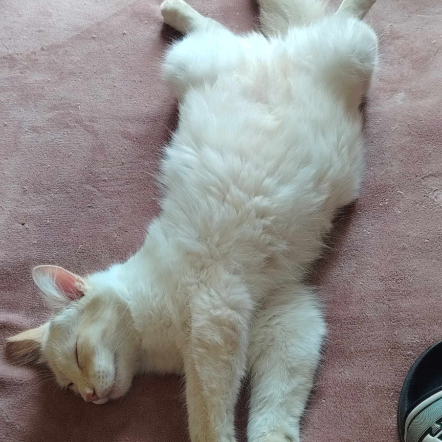 Apollon a rejoint le concours — aidez-le/la à gagner de superbes lots ! animal, bed, cat, cozy, cute, domestic_cat, feline, fluffy, fur, indoor, lying_down, mammal, peaceful, pet, pink_bedspread, relaxed, resting, sleeping, soft, white_cat