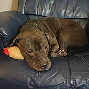 Daisy is registered to the contest to win money with this photo: animal, brown_dog, companion, couch, cozy, cute, dog, domestic_animal, ears, fur, home, indoors, leather_chair, paw, pet, plush_toy, relaxed, resting, sleepy, snout