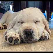 River joined the competition — help win amazing prizes! puppy, dog, sleeping, closeup, paw, floor, cute, pet, animal, canine, fur, relaxing, indoors, adorable, young, white, snout, nose, resting, peaceful
