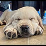puppy, dog, sleeping, closeup, paw, floor, cute, pet, animal, canine, fur, relaxing, indoors, adorable, young, white, snout, nose, resting, peaceful