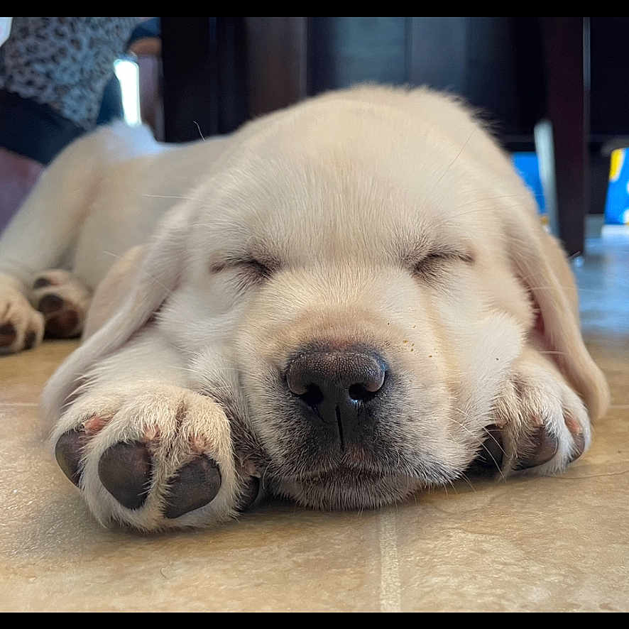 River joined the competition — help win amazing prizes! adorable, animal, canine, closeup, cute, dog, floor, fur, indoors, nose, paw, peaceful, pet, puppy, relaxing, resting, sleeping, snout, white, young