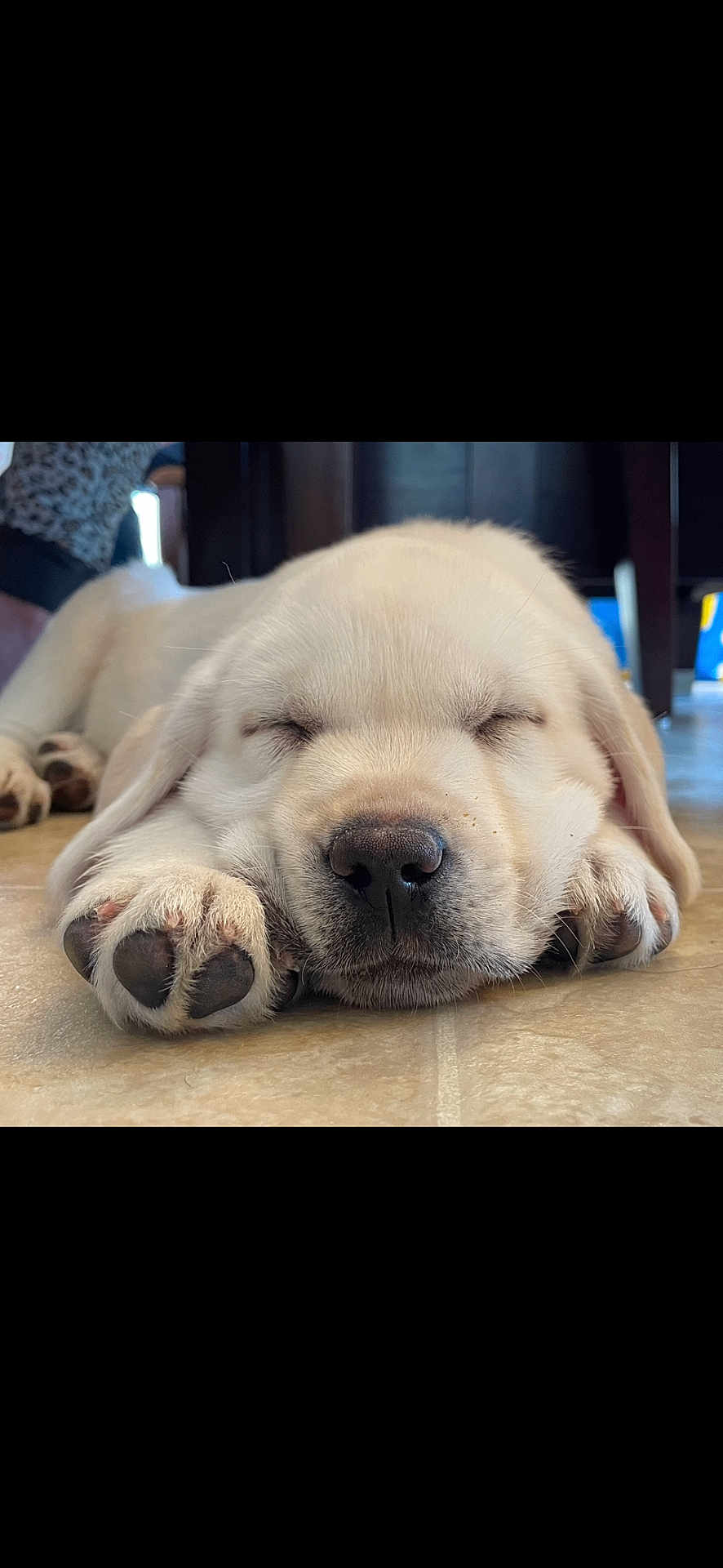 River joined the competition — help win amazing prizes! puppy, dog, sleeping, closeup, paw, floor, cute, pet, animal, canine, fur, relaxing, indoors, adorable, young, white, snout, nose, resting, peaceful