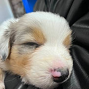 Azur a rejoint le concours — aidez-le/la à gagner de superbes lots ! puppy, dog, sleeping, close_up, fur, nose, black_leather, resting, cute, pet, animal, young, soft, peaceful, adorable, face, white_fur, brown_fur, closed_eyes, snout