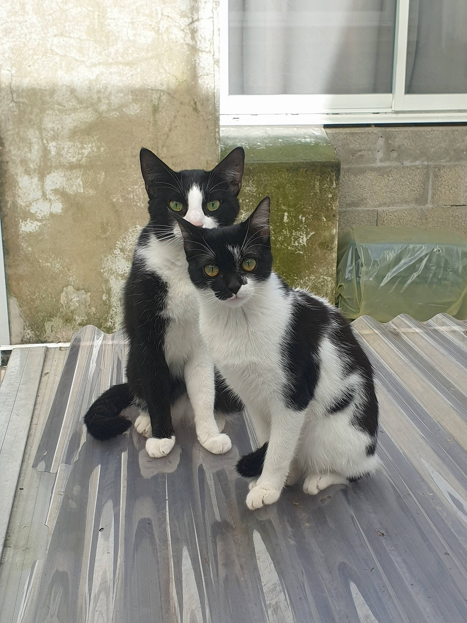 Mangomia a rejoint le concours — aidez-le/la à gagner de superbes lots ! aegean_cat, black_and_white, carnivore, cat, domestic_short_haired_cat, european_shorthair, eye, felidae, fur, japanese_bobtail, kitten, mammal, polydactyl_cat, small_to_medium_sized_cats, tail, whiskers, white, window