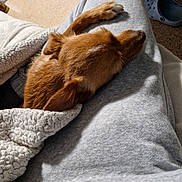 Viky a rejoint le concours — aidez-le/la à gagner de superbes lots ! dog, brown_dog, lap, blanket, grey_sweatpants, carpet, indoor, cozy, resting, pet, canine, paw, snuggling, footwear, croc_shoe, texture, relaxation, home, sleeping, comfort