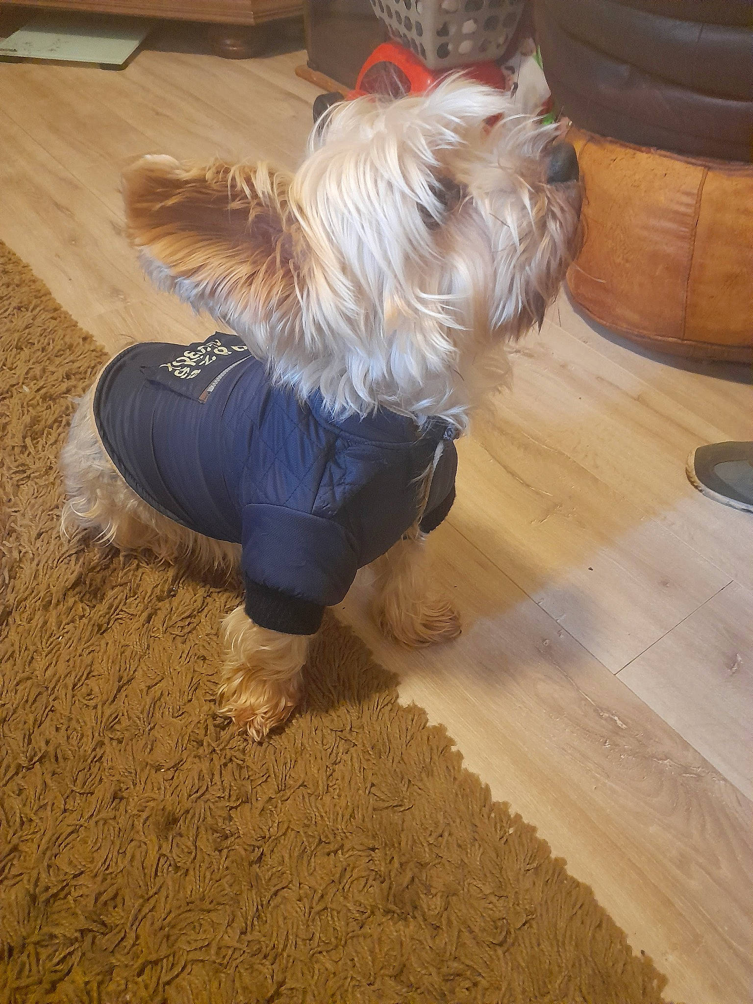 Obi participe au concours pour gagner de l'argent avec cette photo : carnivore, companion_dog, dog, dog_breed, dog_clothes, dog_supply, flooring, fur, hardwood, laminate_flooring, pet_supply, small_terrier, tail, terrier, toy_dog, varnish, wood, wood_flooring, wood_stain, working_animal