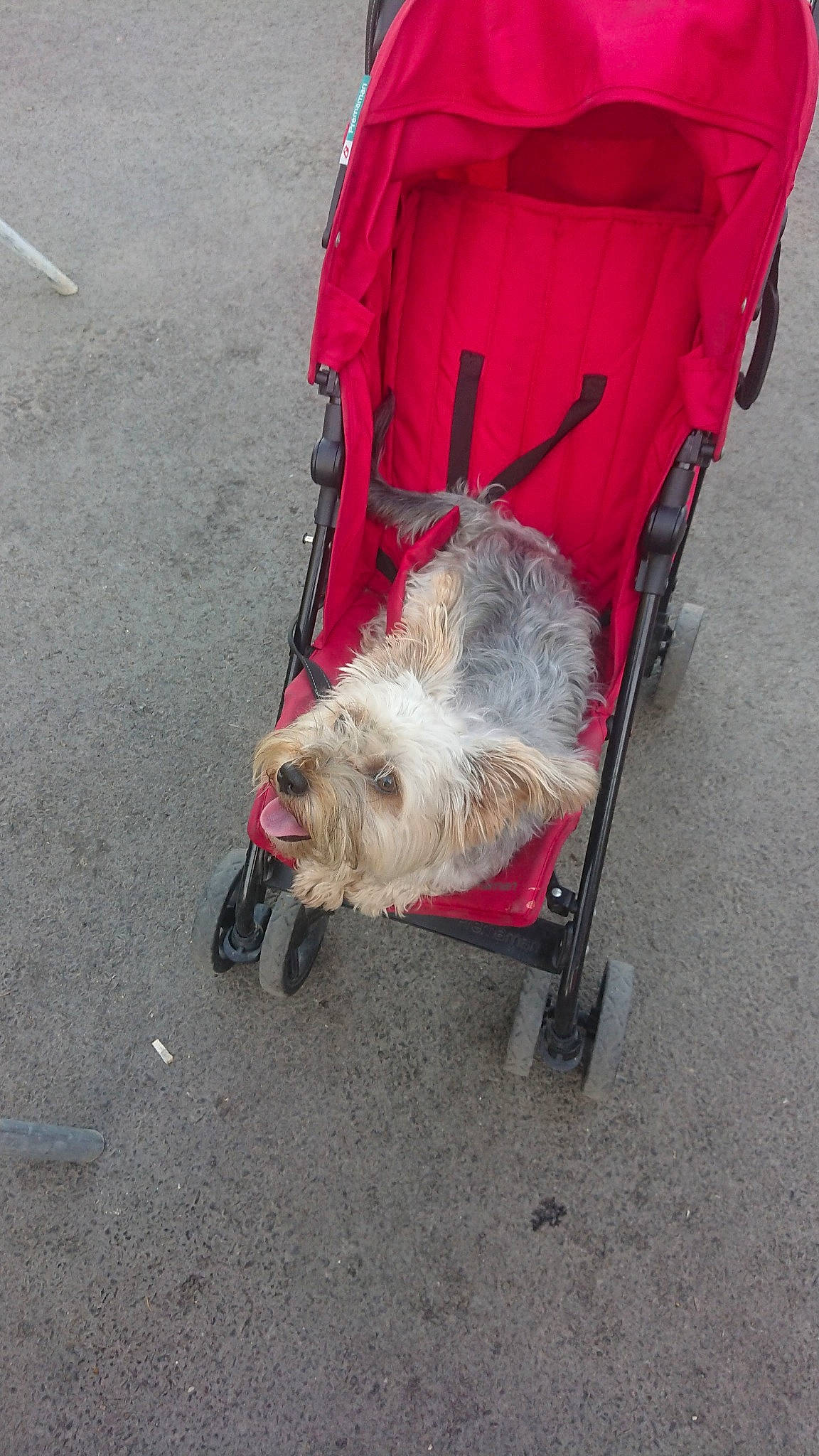 Obi participe au concours pour gagner de l'argent avec cette photo : asphalt, canidae, carnivore, chair, companion_dog, dog, dog_breed, dog_supply, flooring, fur, leash, road_surface, schnauzer, sidewalk, small_terrier, sporting_group, terrier, toy_dog, working_animal, working_terrier