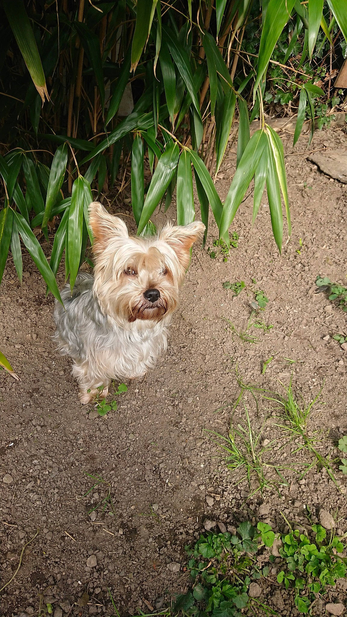 Obi participe au concours pour gagner de l'argent avec cette photo : canidae, carnivore, companion_dog, dog, dog_breed, fawn, grass, leaf, liver, plant, small_terrier, snout, soil, sporting_group, terrestrial_animal, terrestrial_plant, terrier, toy_dog, working_terrier, yorkshire_terrier