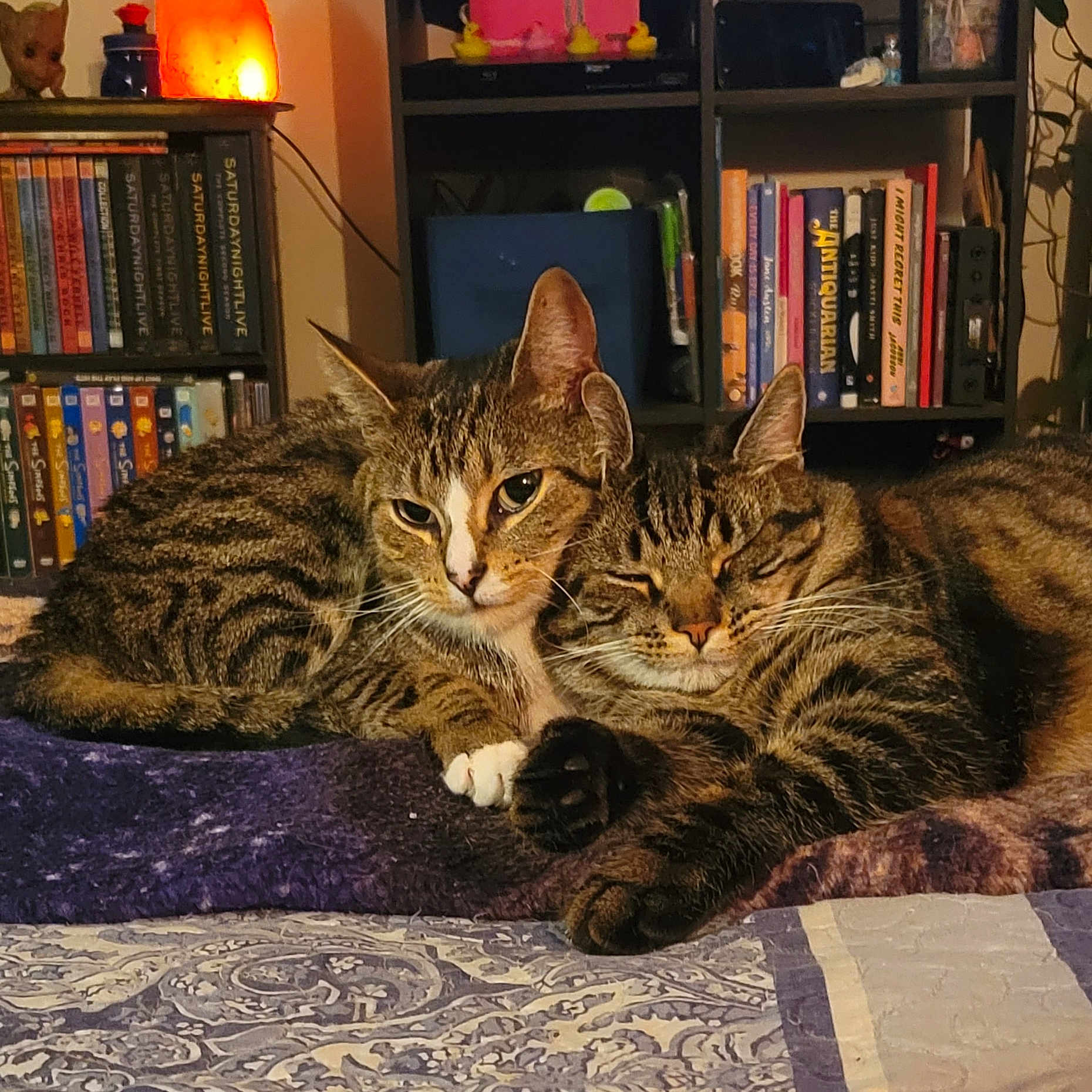 Lucy And Mish joined the competition — help win amazing prizes! animal, architecture, bed, book, bookcase, building, cat, couch, furniture, indoors, kitten, library, livingroom, manx, person, pet, publication, room, shelf, table