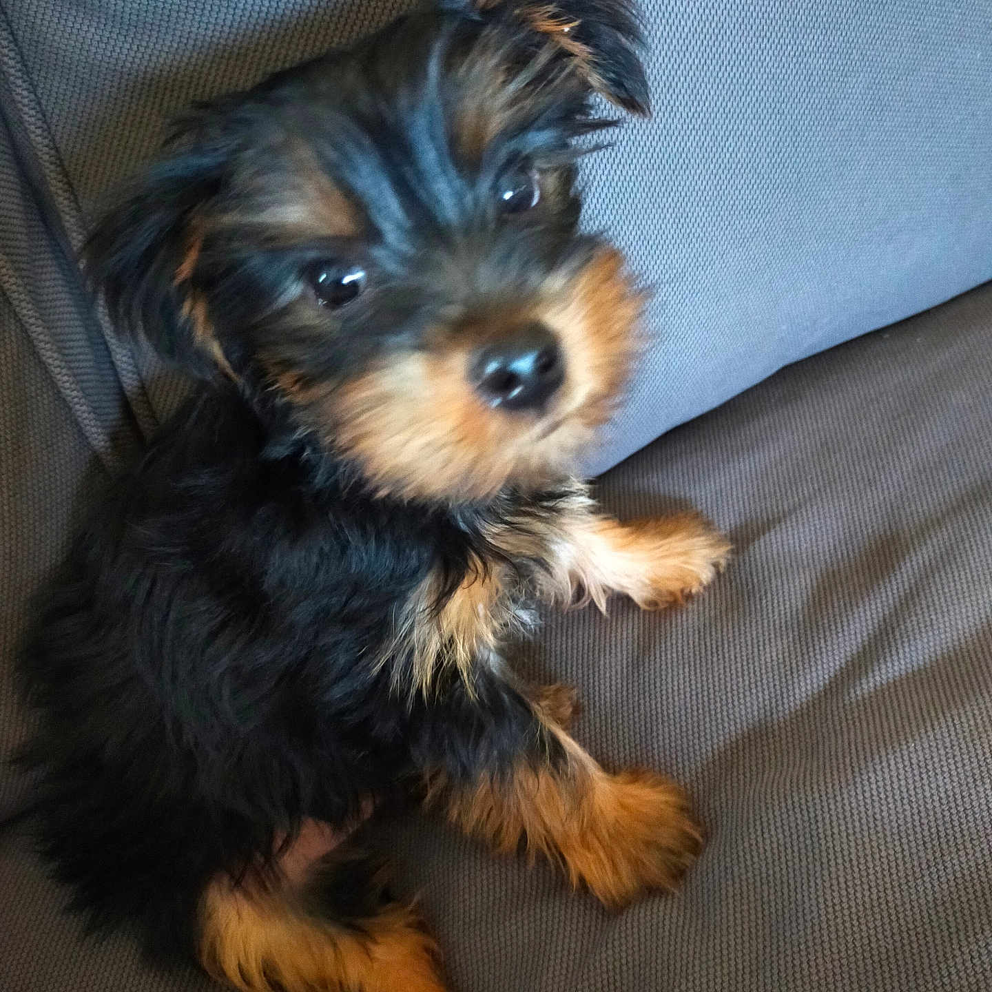 Marcel