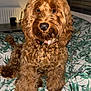 dog, curly_fur, brown, pet, indoor, bed, bedding, leaf_pattern, collar, cute, animal, canine, fur, portrait, looking_at_camera, fluffy, domestic_animal, resting, companion, cozy