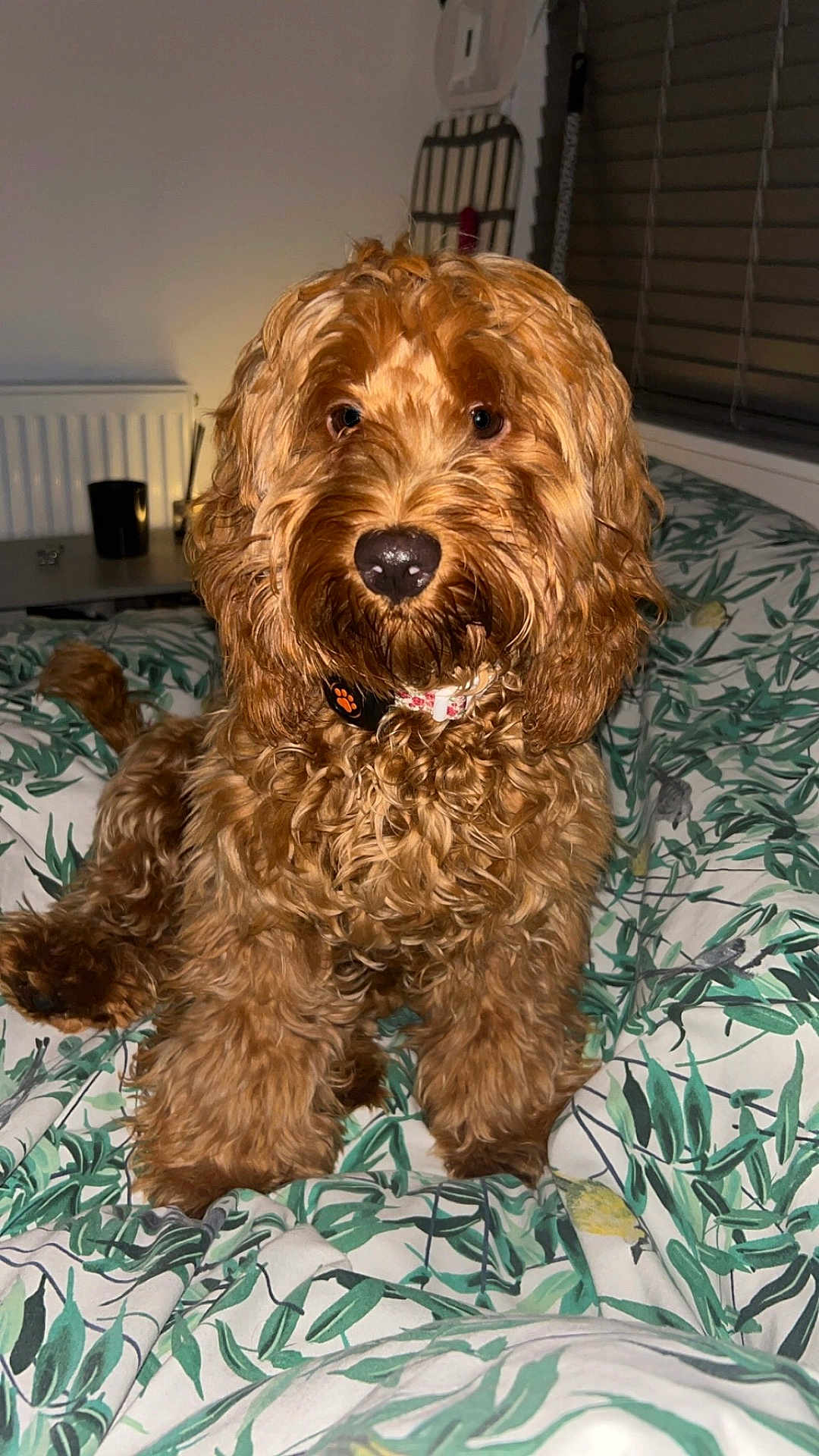 Mia joined the competition — help win amazing prizes! dog, curly_fur, brown, pet, indoor, bed, bedding, leaf_pattern, collar, cute, animal, canine, fur, portrait, looking_at_camera, fluffy, domestic_animal, resting, companion, cozy