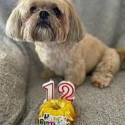 Sophie is registered to the contest to win money with this photo: birthday, blanket, candle, celebration, close_up, cute, dog, donut, festive, fur, indoor, nose, number_candle, party_hat, paws, pet, portrait, small_dog, sofa, whiskers
