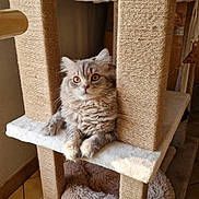 Willow participe au concours pour gagner de l'argent avec cette photo : cat, cat_tree, scratching_post, indoor, pet, feline, fluffy, gray_cat, cozy, plush_bed, sunlight, wide_eyes, sitting, resting, fur, whiskers, ears, paws, home, animal
