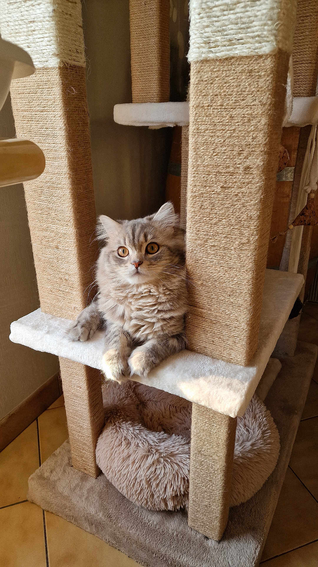 Willow