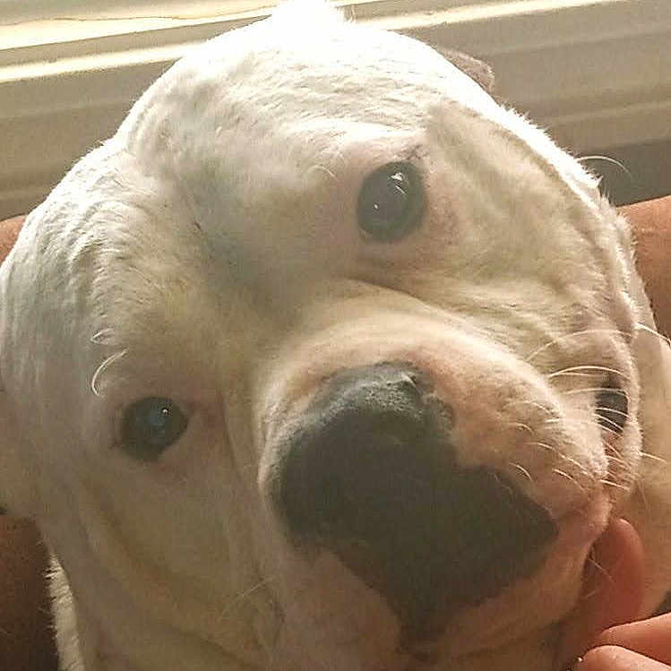 Pibble