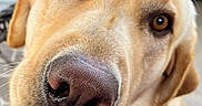 Frankie joined the competition — help win amazing prizes! animal, brown_eyes, canine, close_up, companion, curious, cute, dog, domestic, ears, friendly, fur, golden_retriever, labrador, muzzle, nose, outdoor, pet, portrait, whiskers