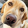 animal, brown_eyes, canine, close_up, companion, curious, cute, dog, domestic, ears, friendly, fur, golden_retriever, labrador, muzzle, nose, outdoor, pet, portrait, whiskers