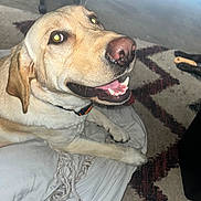 Frankie joined the competition — help win amazing prizes! animal, blanket, canine, carpet, collar, cute, dog, domestic, floor, fur, happy, household, indoor, labrador, mammal, paw, pet, smiling, tongue_out, yellow_lab