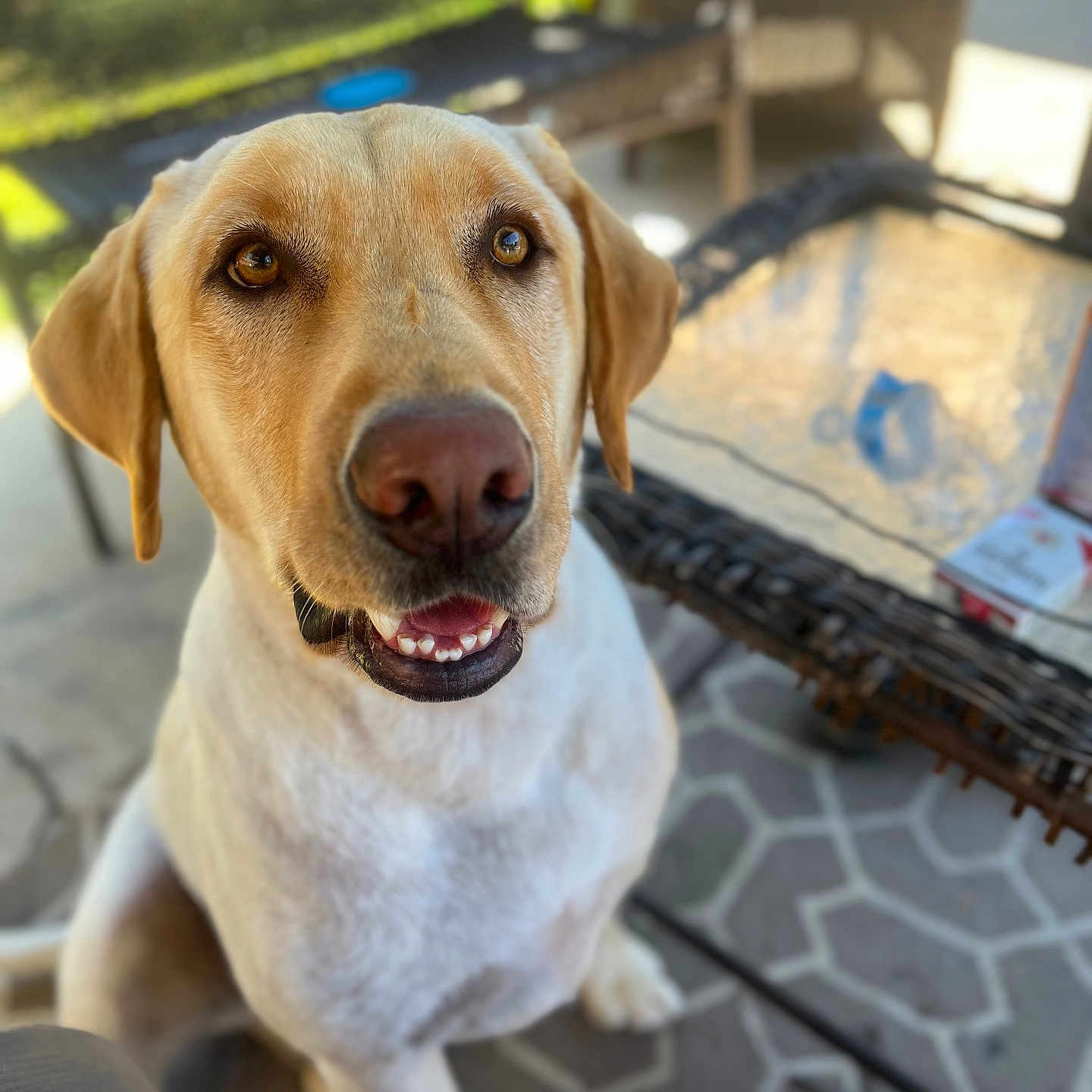 Frankie