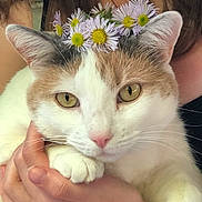 Lily joined the competition — help win amazing prizes! cat, flower_crown, daisies, pet, animal, close_up, hands, person, feline, soft_fur, yellow_eyes, pink_nose, domestic_cat, cute, calm, indoor, portrait, gentle, holding, nature