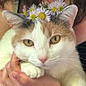 cat, flower_crown, daisies, pet, animal, close_up, hands, person, feline, soft_fur, yellow_eyes, pink_nose, domestic_cat, cute, calm, indoor, portrait, gentle, holding, nature