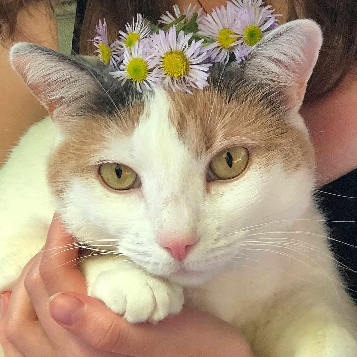 Lily