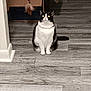 animal, black_and_white, cardboard_box, cat, collar, curious, domestic, feather_toy, feline, flooring, home, indoor, looking_up, pet, playful, shadow, sitting, toy, whiskers, wood_floor
