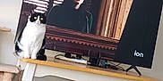 Angelmarie is registered to the contest to win money with this photo: adult, animal, cat, computer, computerhardware, desk, electronics, female, furniture, hardware, laptop, monitor, pc, person, pet, screen, table, tv, woman, wood