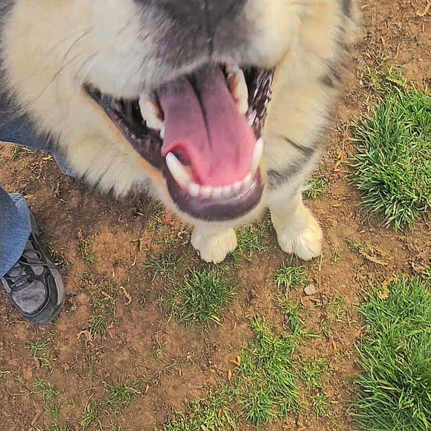 Meshka is registered to the contest to win money with this photo: animal, ball, bodypart, canine, clothing, dog, footwear, grass, husky, nature, outdoors, pet, plant, puppy, shoe, sneaker, soil, sport, tennis, tennisball