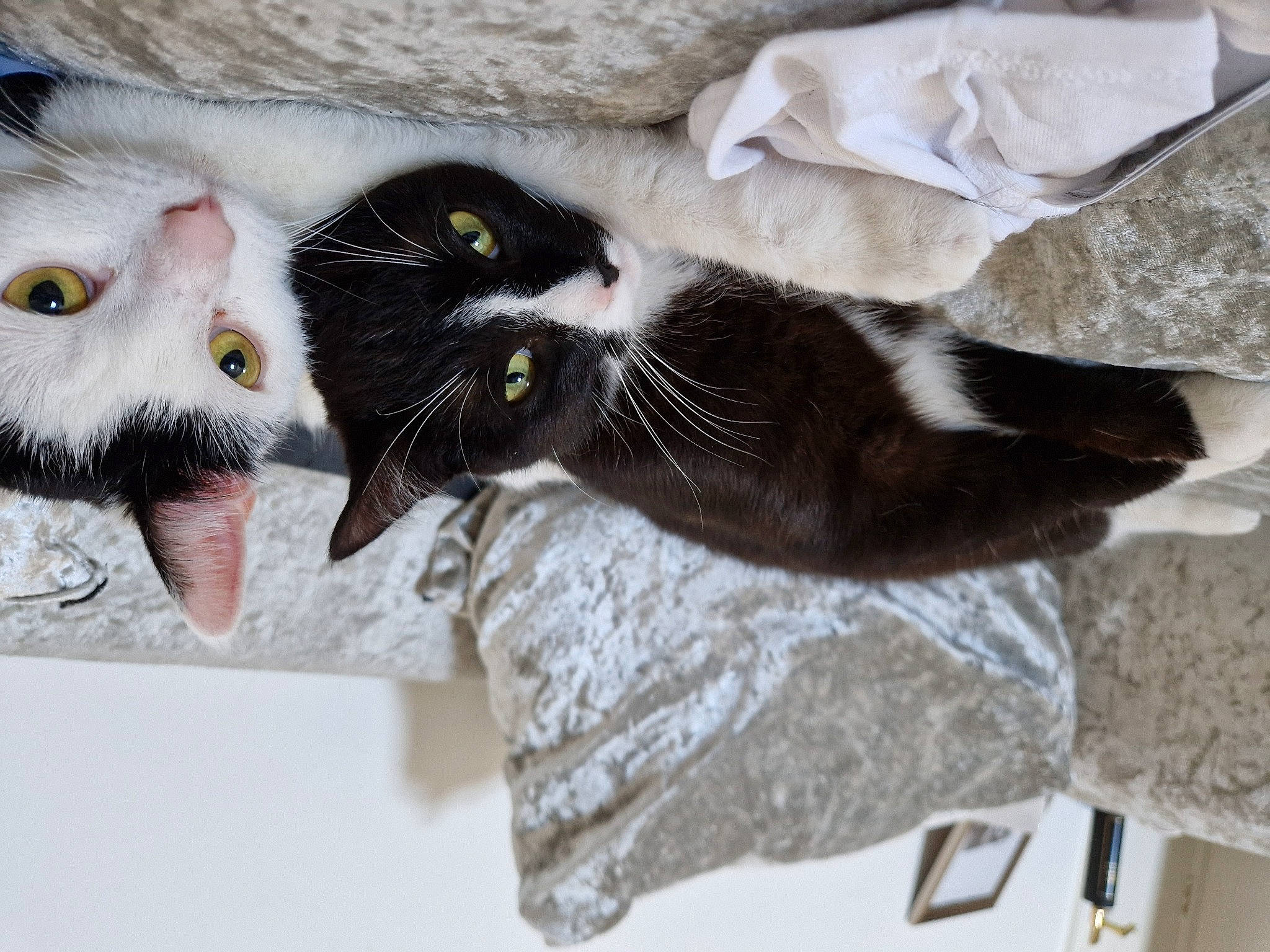 Simba is registered to the contest to win money with this photo: black_cat, carnivore, cat, claw, comfort, domestic_short_haired_cat, felidae, fur, grey, paw, plant, small_to_medium_sized_cats, snout, tail, textile, tree, whiskers, window