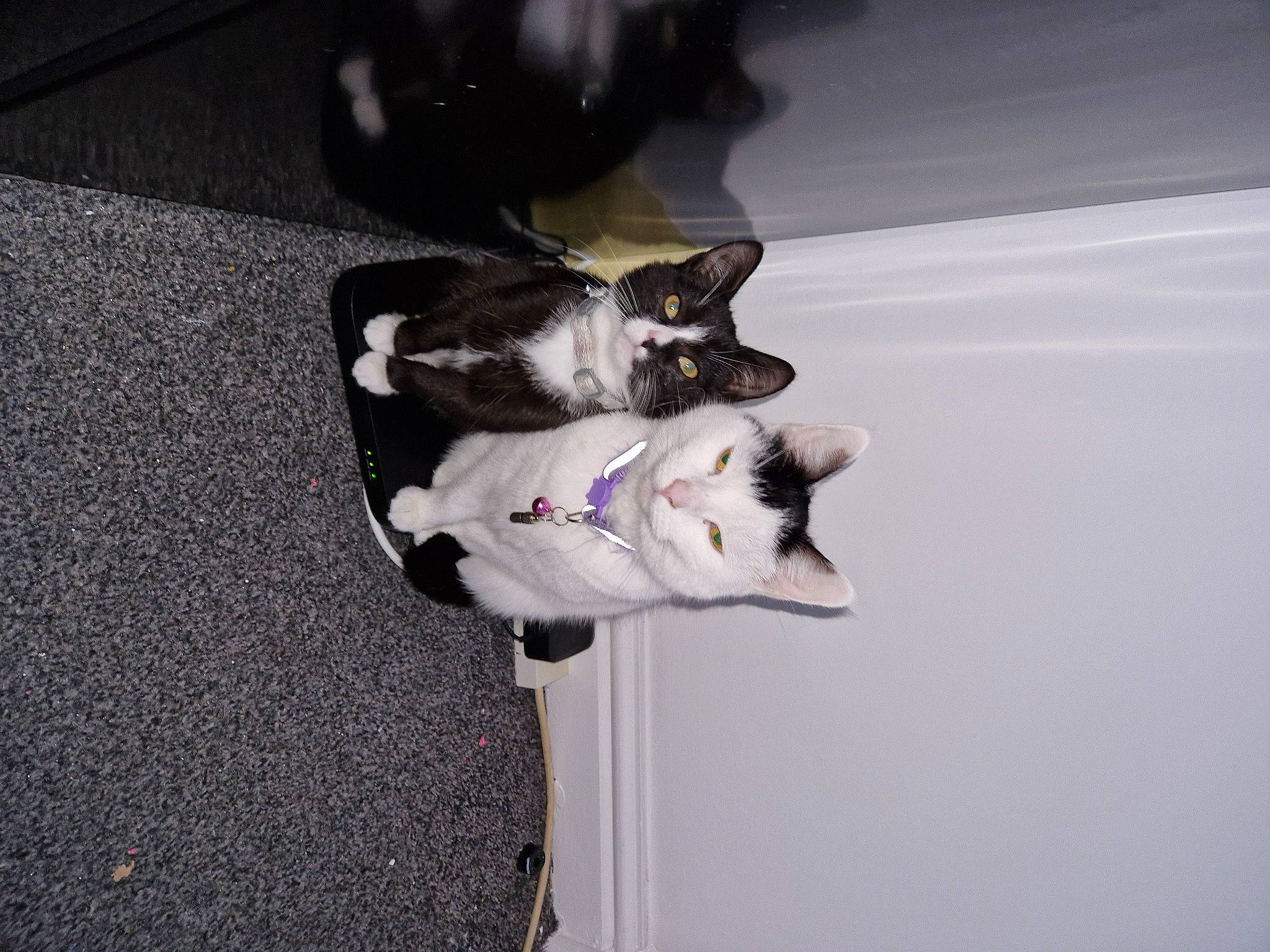 Simba joined the competition — help win amazing prizes! asphalt, cat, companion_dog, dog_breed, domestic_short_haired_cat, felidae, flooring, fur, hardwood, paw, small_to_medium_sized_cats, tail, whiskers, wood