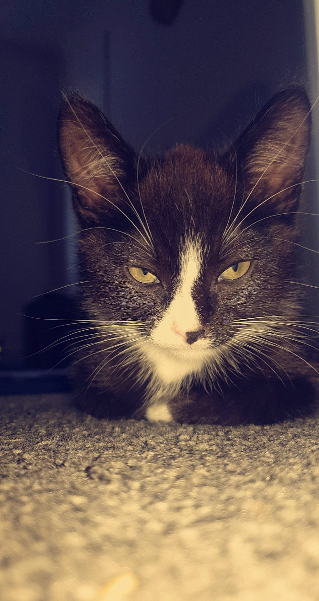 Simba joined the competition — help win amazing prizes! carnivore, cat, claw, darkness, domestic_short_haired_cat, eye, felidae, flooring, fur, head, monochrome_photography, paw, photo_caption, sky, small_to_medium_sized_cats, snout, tail, tints_and_shades, whiskers, wood