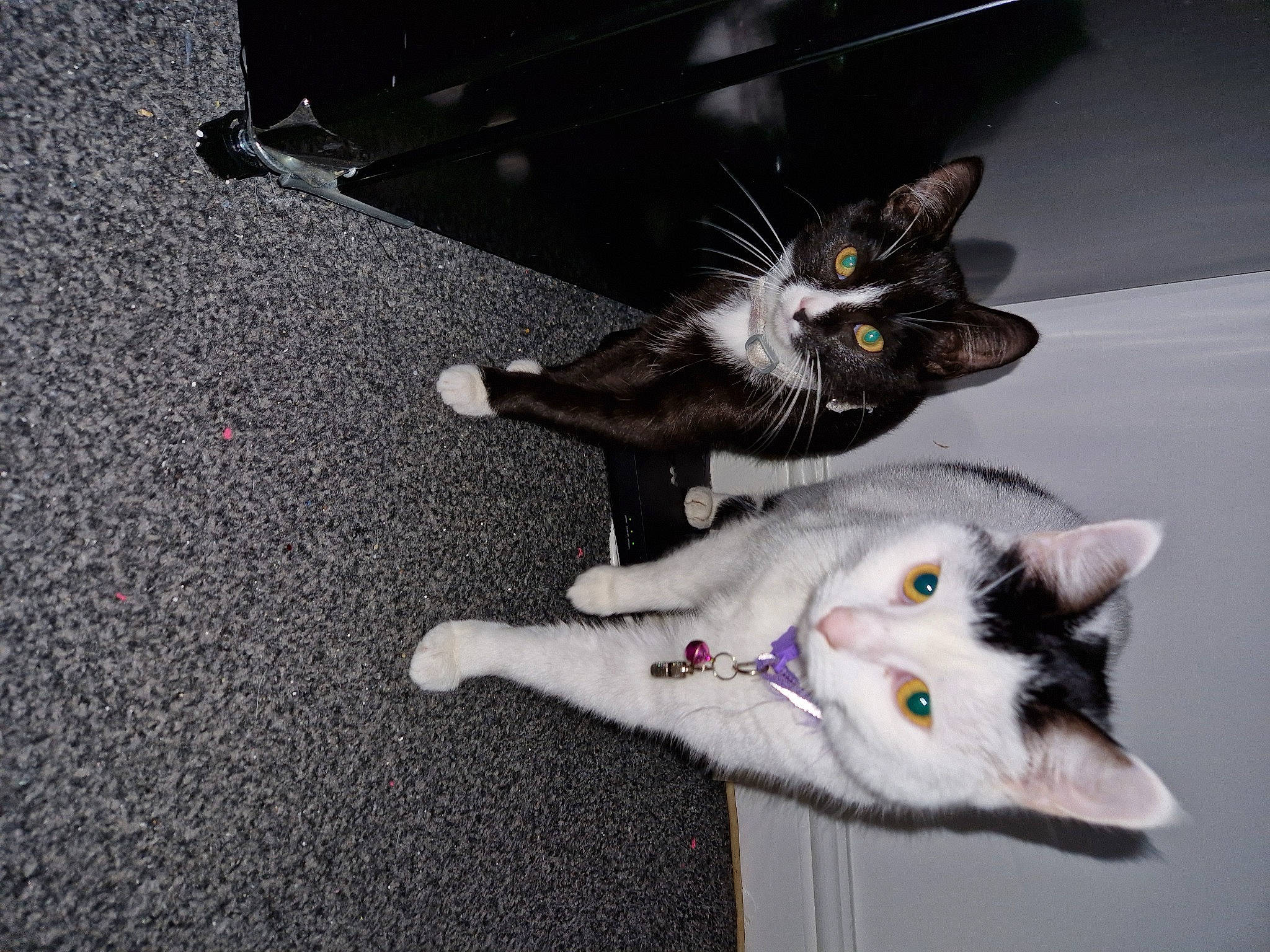 Simba is registered to the contest to win money with this photo: asphalt, canidae, carnivore, cat, claw, domestic_short_haired_cat, felidae, flooring, fur, grey, paw, road_surface, small_to_medium_sized_cats, snout, tail, whiskers