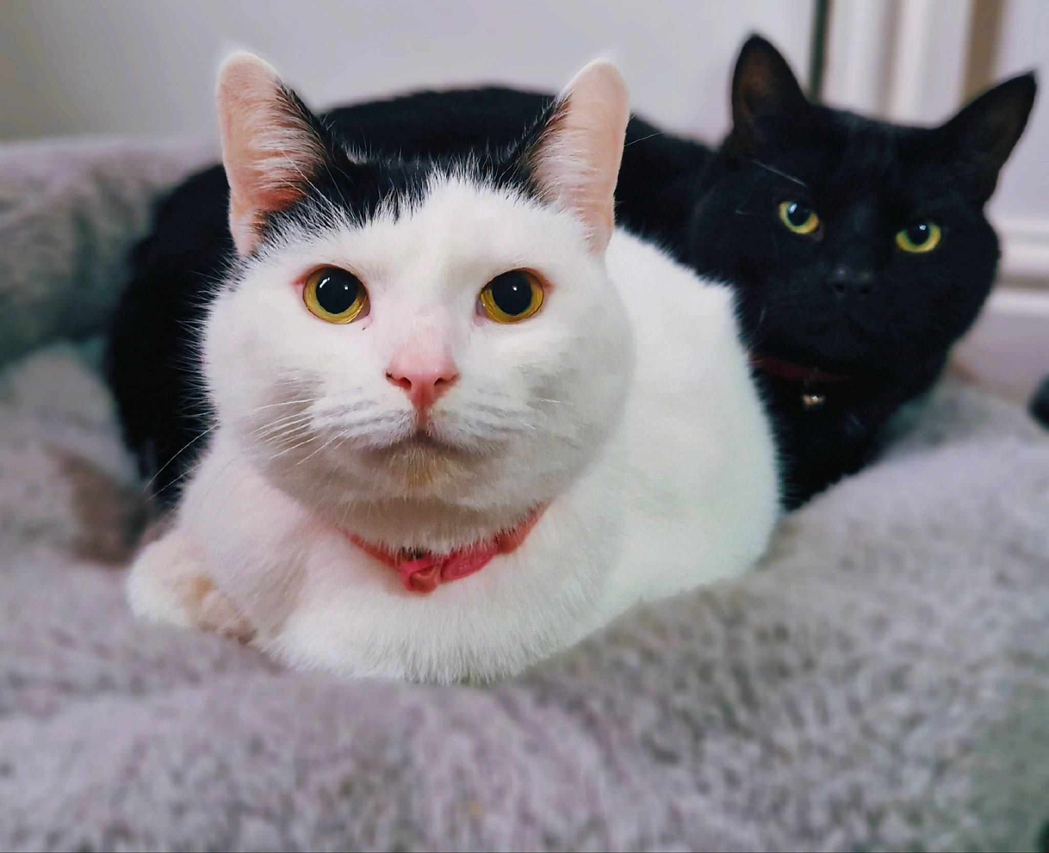 Nala joined the competition — help win amazing prizes! carnivore, cat, cat_furniture, collar, domestic_short_haired_cat, felidae, fur, grey, paw, pet_supply, small_to_medium_sized_cats, snout, terrestrial_animal, whiskers, window