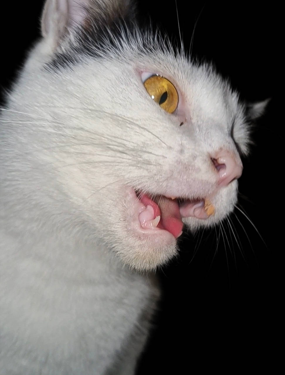 Nala joined the competition — help win amazing prizes! carnivore, cat, close_up, domestic_short_haired_cat, ear, fang, felidae, fur, iris, small_to_medium_sized_cats, snout, terrestrial_animal, whiskers, yawn