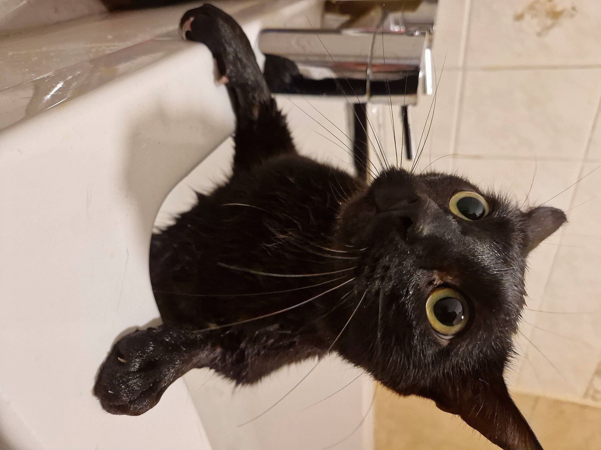 Shadow joined the competition — help win amazing prizes! bathroom, bathtub, black_cat, bombay, carnivore, cat, claw, domestic_short_haired_cat, felidae, fur, paw, plant, plumbing, plumbing_fixture, sink, small_to_medium_sized_cats, snout, tail, terrestrial_animal, whiskers