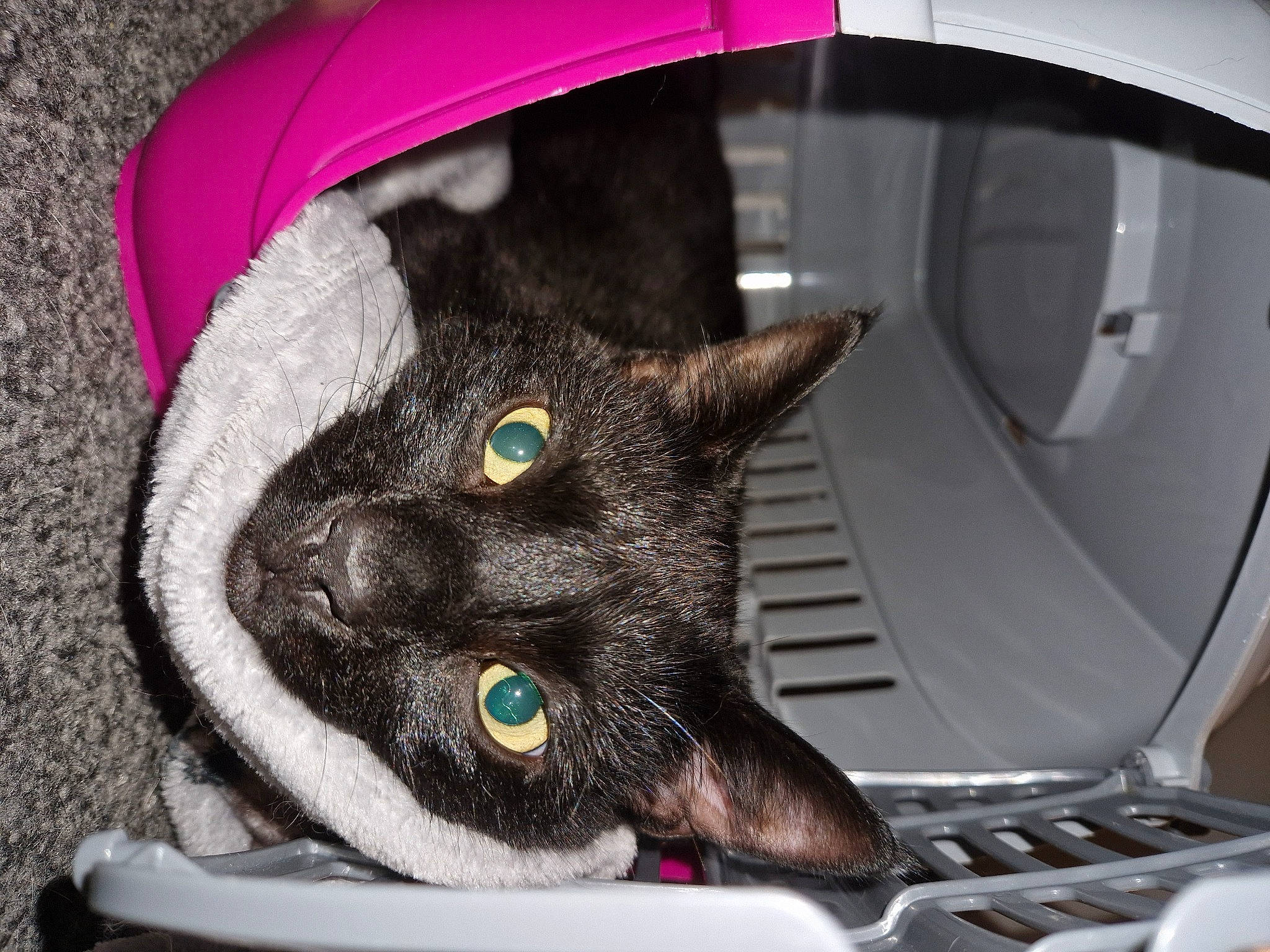 Shadow is registered to the contest to win money with this photo: audio_equipment, automotive_tire, automotive_wheel_system, carnivore, cat, circle, comfort, computer_keyboard, domestic_short_haired_cat, fashion_accessory, felidae, fur, hubcap, input_device, mammal, small_to_medium_sized_cats, tire_care, vertebrate, whiskers, window