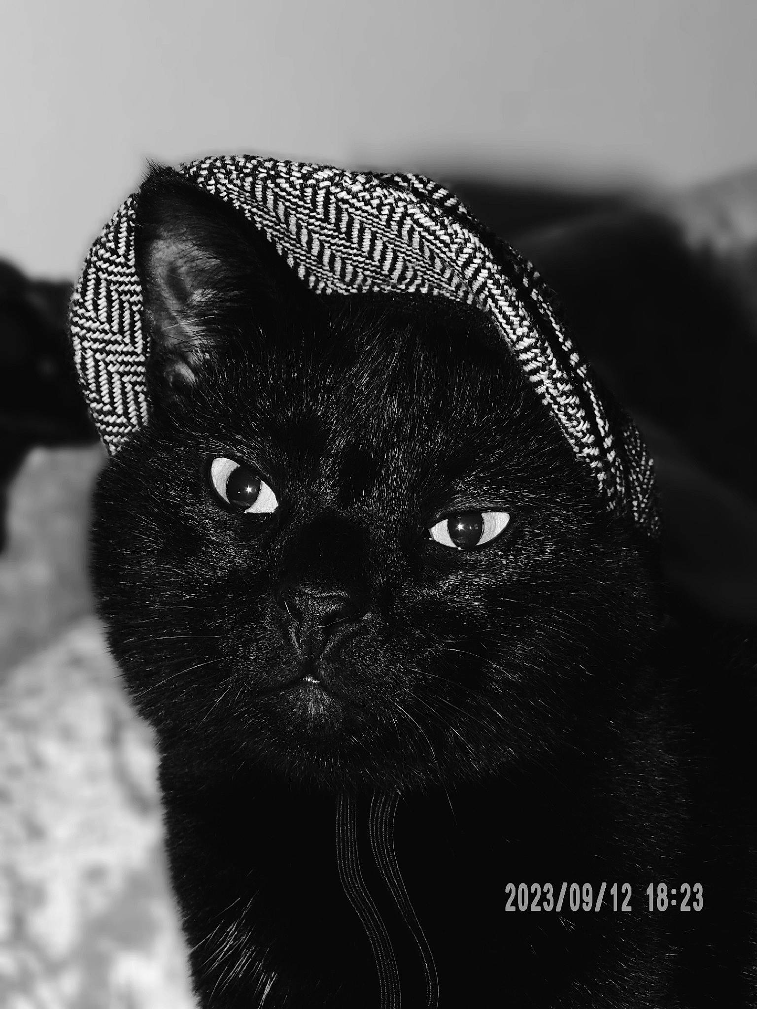 Shadow is registered to the contest to win money with this photo: art, black_cat, bombay, carnivore, cat, domestic_short_haired_cat, felidae, font, fur, illustration, monochrome, monochrome_photography, small_to_medium_sized_cats, snout, terrestrial_animal, whiskers, wildlife