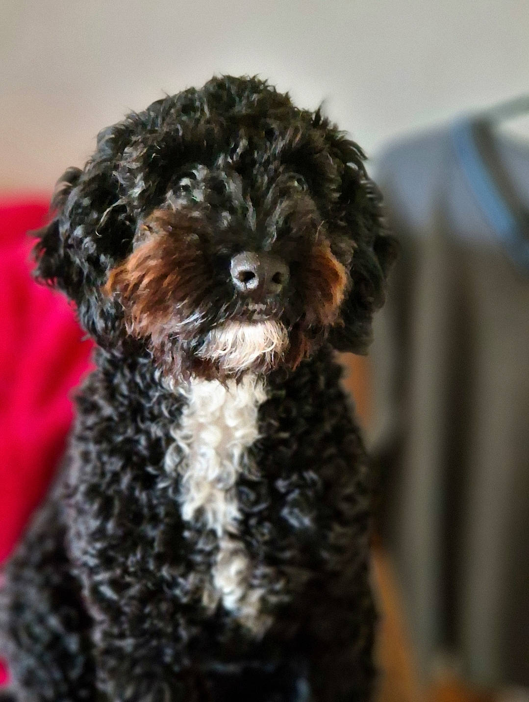 Misty is registered to the contest to win money with this photo: canidae, carnivore, companion_dog, dog, dog_breed, fur, labradoodle, maltepoo, non_sporting_group, poodle, poodle_crossbreed, puppy, snout, sporting_group, terrestrial_animal, terrier, toy_dog, water_dog, working_animal, yorkipoo