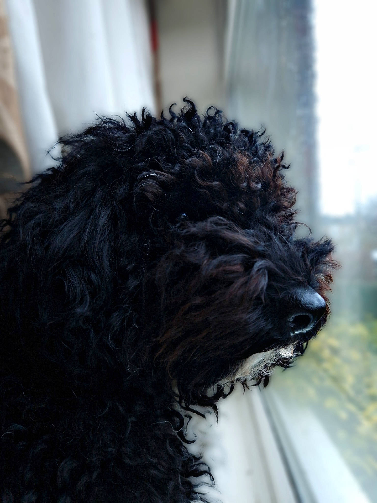 Misty joined the competition — help win amazing prizes! canidae, carnivore, companion_dog, dog, dog_breed, dog_collar, fur, hair, liver, non_sporting_group, snout, sporting_group, terrestrial_animal, terrier, toy_dog, water_dog, window, working_animal