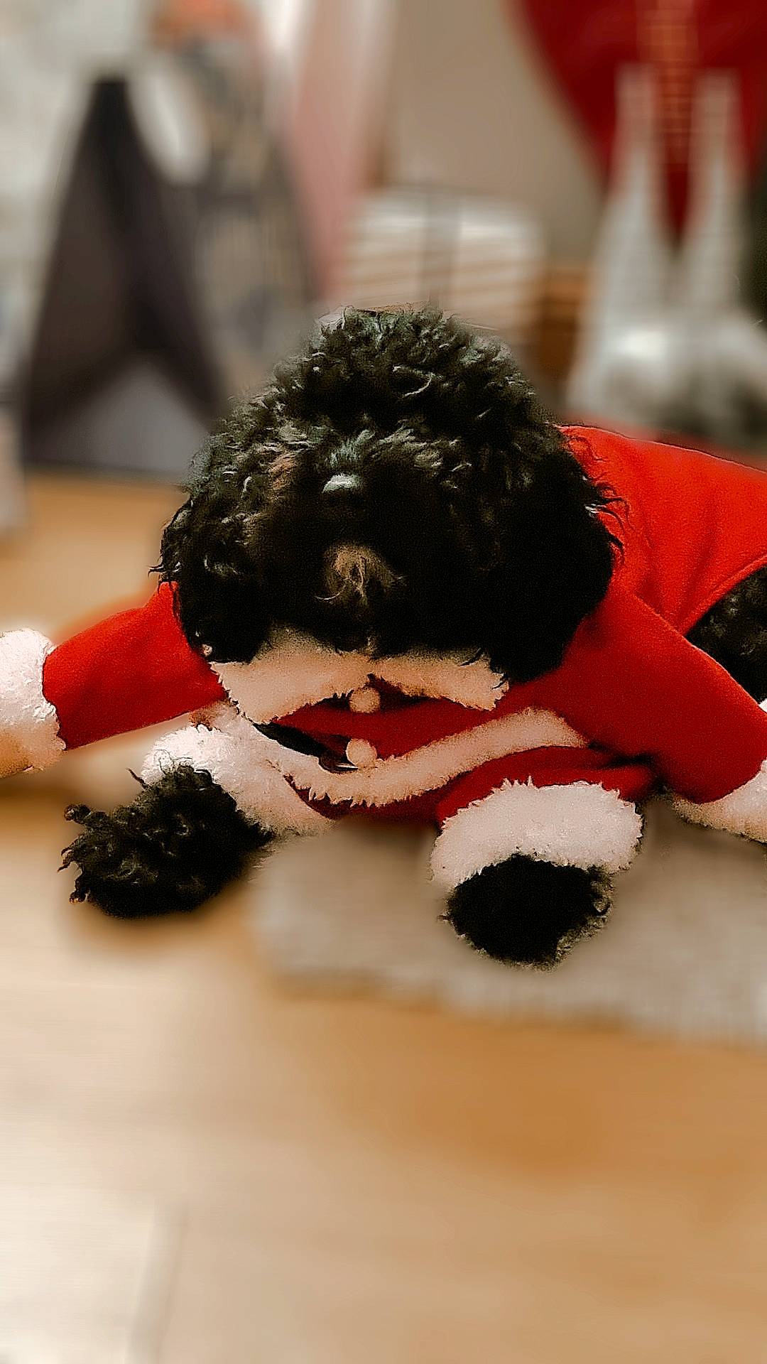 Misty joined the competition — help win amazing prizes! canidae, carmine, carnivore, collar, companion_dog, dog, dog_breed, dog_clothes, dog_collar, dog_supply, event, fur, maltepoo, pet_supply, snout, sporting_group, terrier, toy_dog, water_dog, working_animal