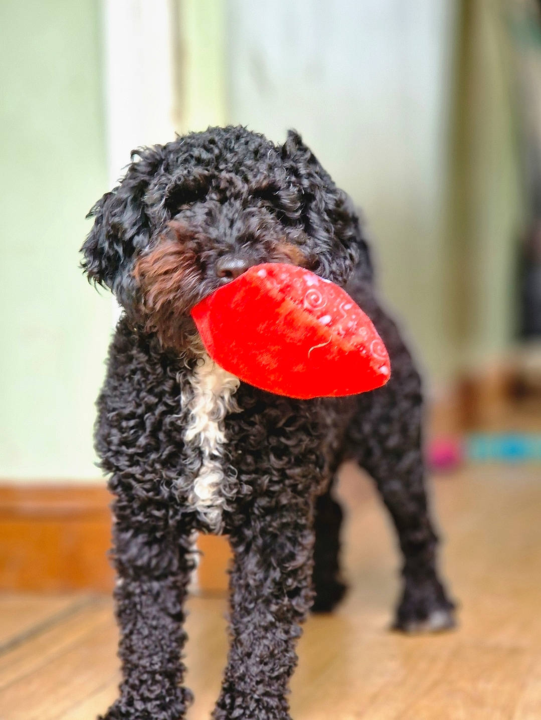 Misty is registered to the contest to win money with this photo: canidae, carnivore, collar, companion_dog, creative_arts, dog, dog_breed, dog_supply, fur, poodle, snout, sporting_group, stuffed_toy, tail, terrier, toy, toy_dog, water_dog, wool, woolen