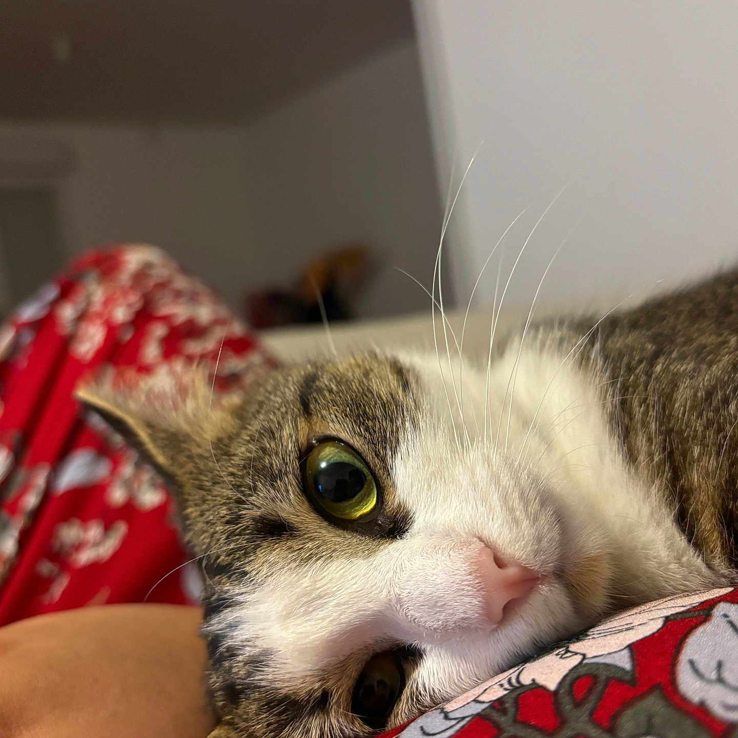 Bounce a rejoint le concours — aidez-le/la à gagner de superbes lots ! animal, brown, cat, close_up, cozy, cute, fabric, fur, green_eye, indoor, lying_down, pattern, pet, pink_nose, portrait, red, relaxed, tabby, whiskers, white