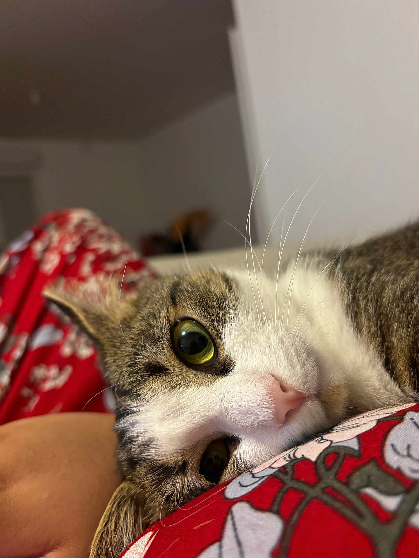 Bounce a rejoint le concours — aidez-le/la à gagner de superbes lots ! cat, tabby, close_up, lying_down, green_eye, whiskers, pink_nose, fur, indoor, fabric, pattern, red, white, brown, cozy, relaxed, pet, animal, portrait, cute