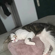 Bounce participe au concours pour gagner de l'argent avec cette photo : cat, sleeping, couch, pillow, indoor, feline, cozy, resting, white, tabby, pink, soft, fur, relaxed, pet, home, blurred_background, door, comfort, napping